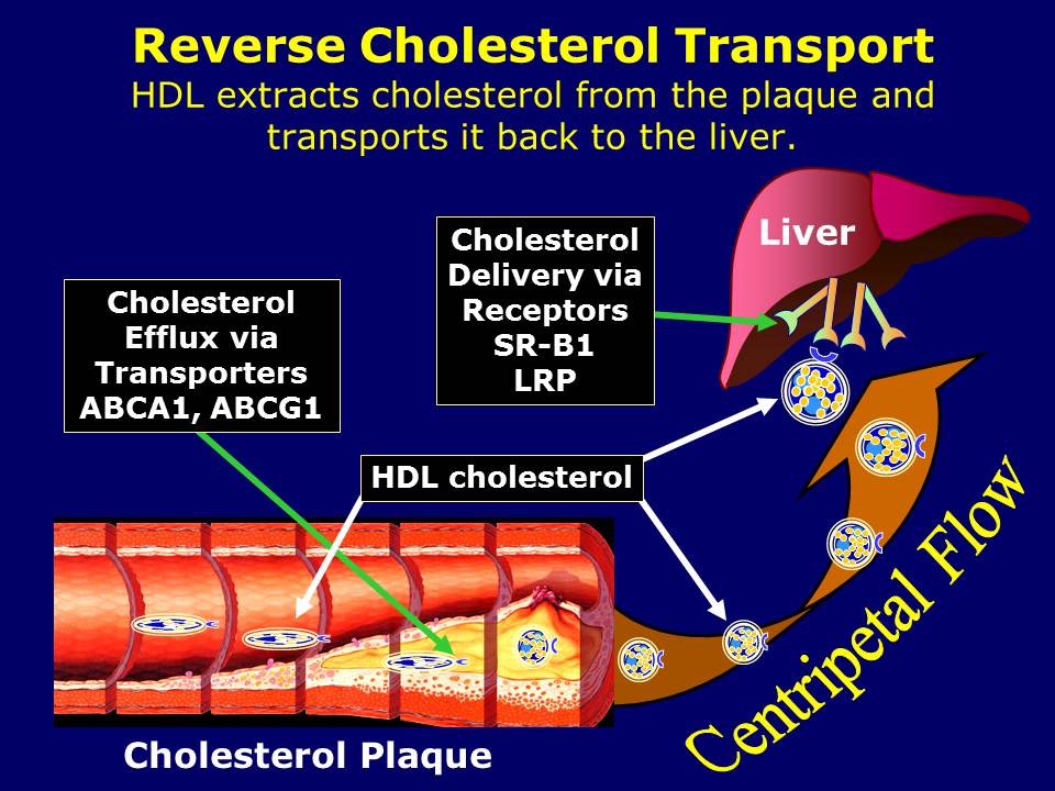 HDL-c In Reverse Cholesterol Transport