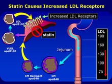 How statins work