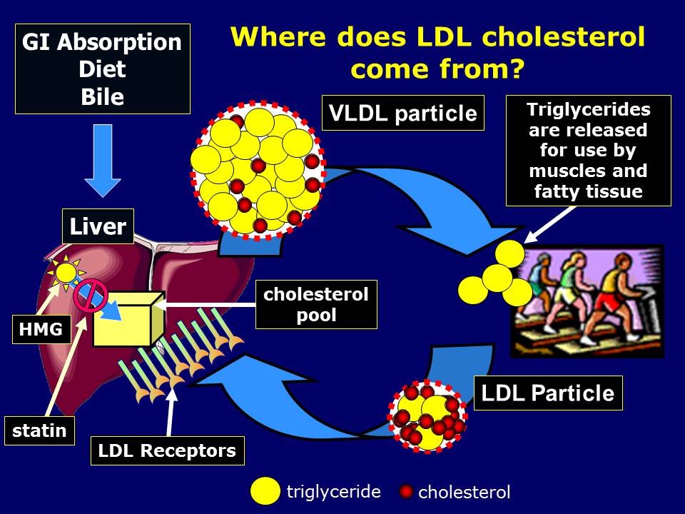 Where does LDL come from-2